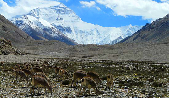 Qomolangma Nationales Naturschutzgebiet