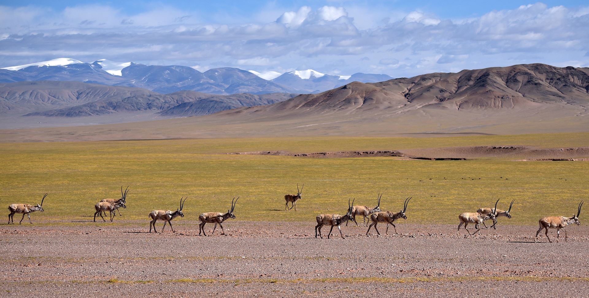 Qiangtang Nationales Naturschutzgebiet