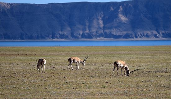 Qiangtang Nationales Naturschutzgebiet