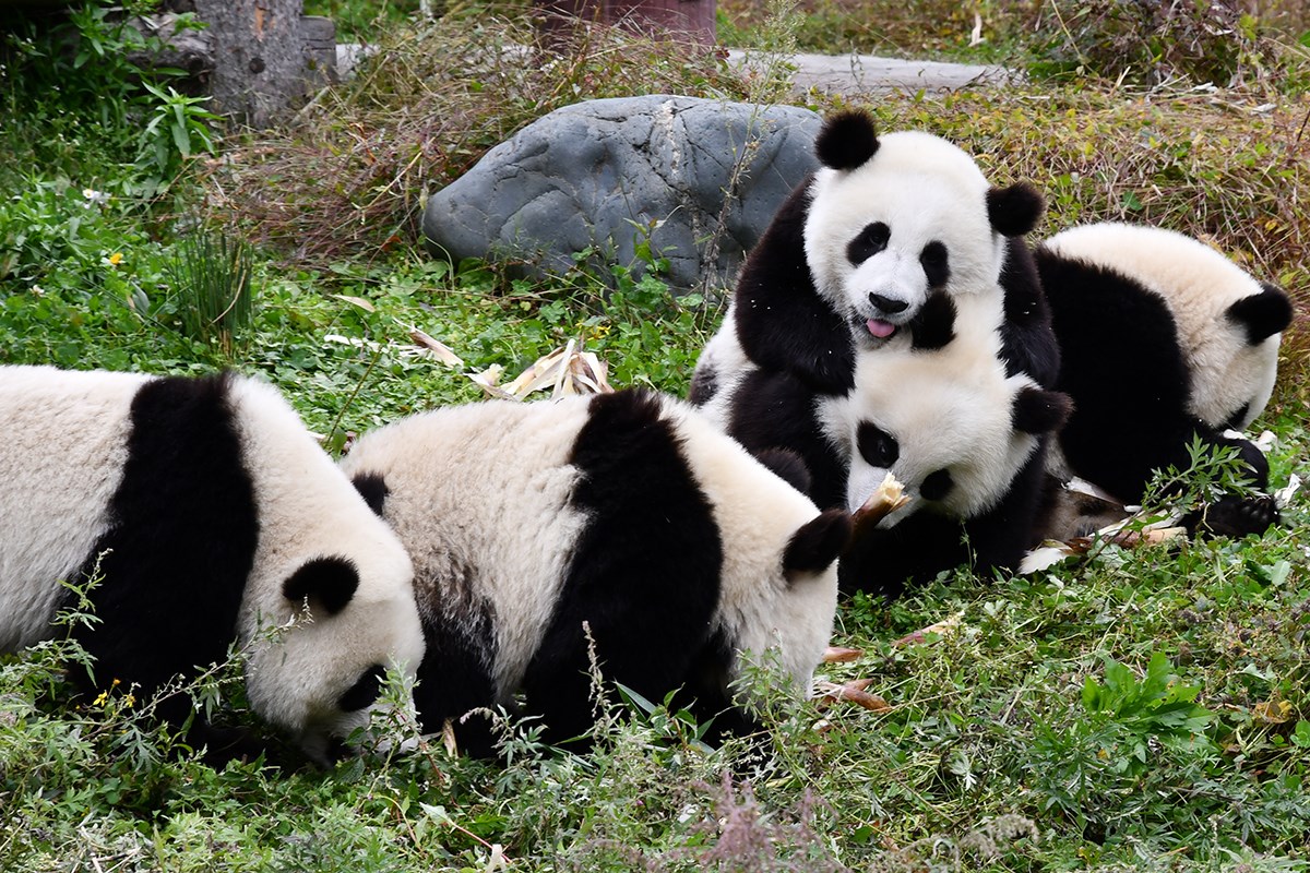 Panda in Wolong | Foto von Liu Bin