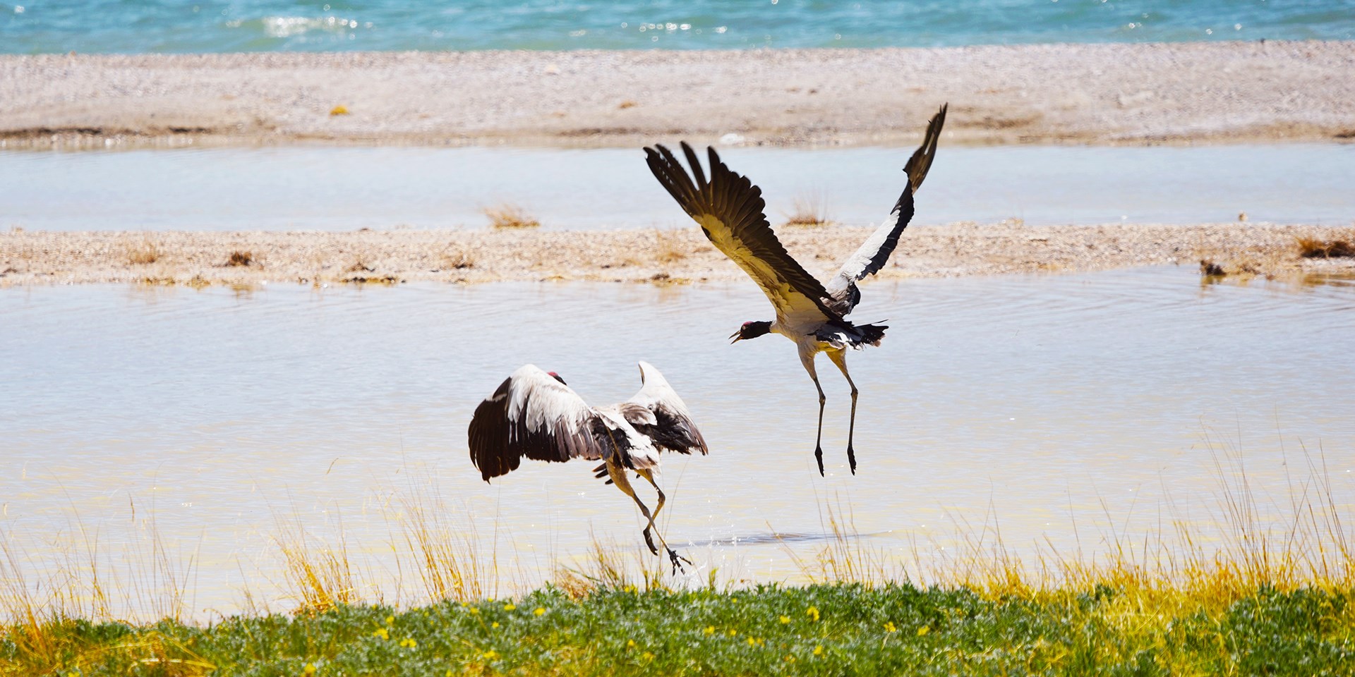 Vogel- und Wildtier-Beobachtungsreisen in Nordtibet Qiangtang