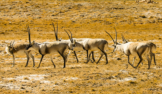 Vogel- und Wildtier-Beobachtungsreisen in Nordtibet Qiangtang