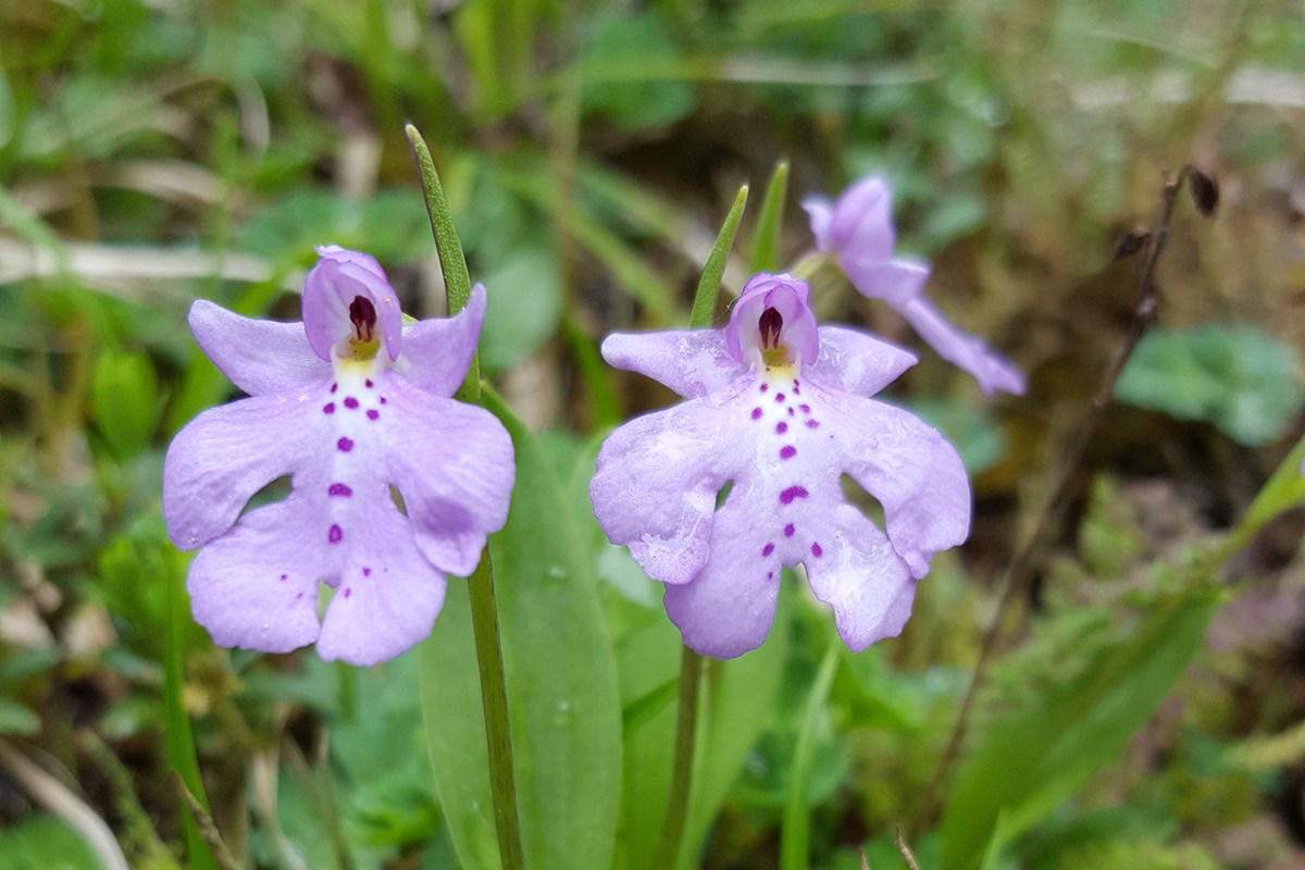 Amitostigma Monanthum | Foto von Zhang Yong