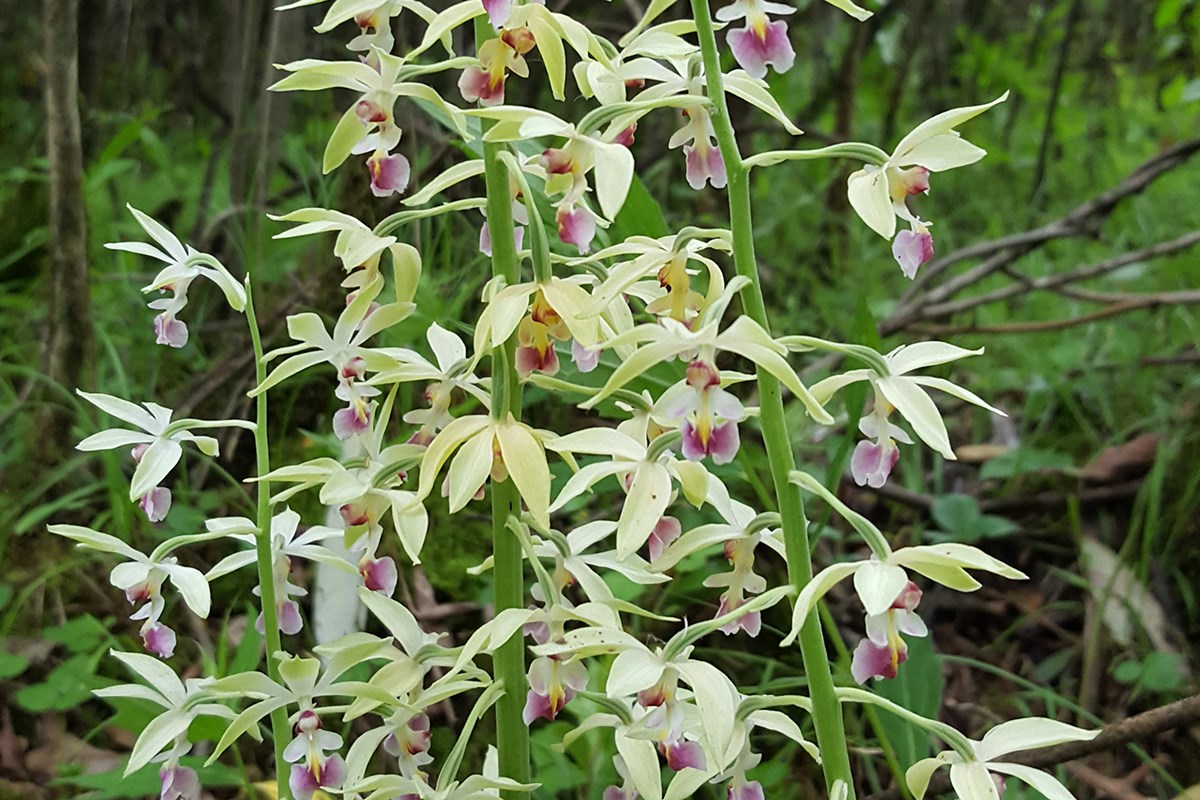 Calanthe Brevicornu | Foto von Zhang Yong