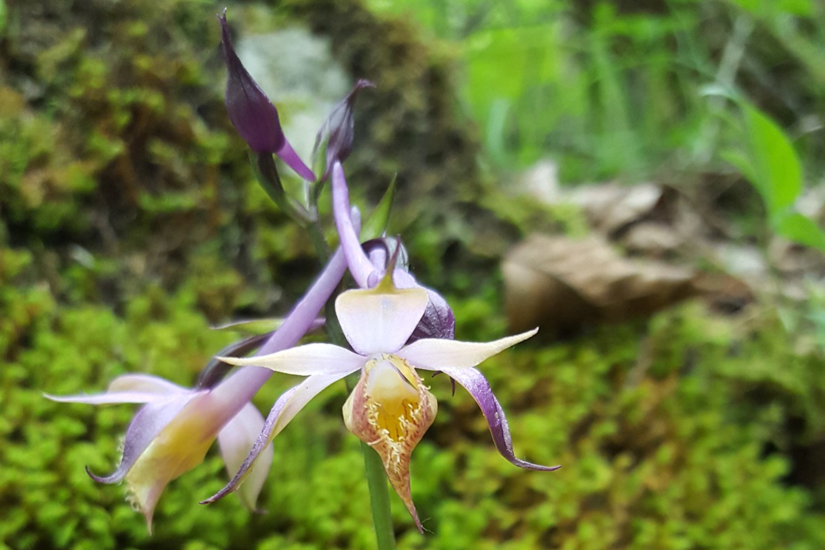 Calanthe alpina | Foto von Zhang Yong