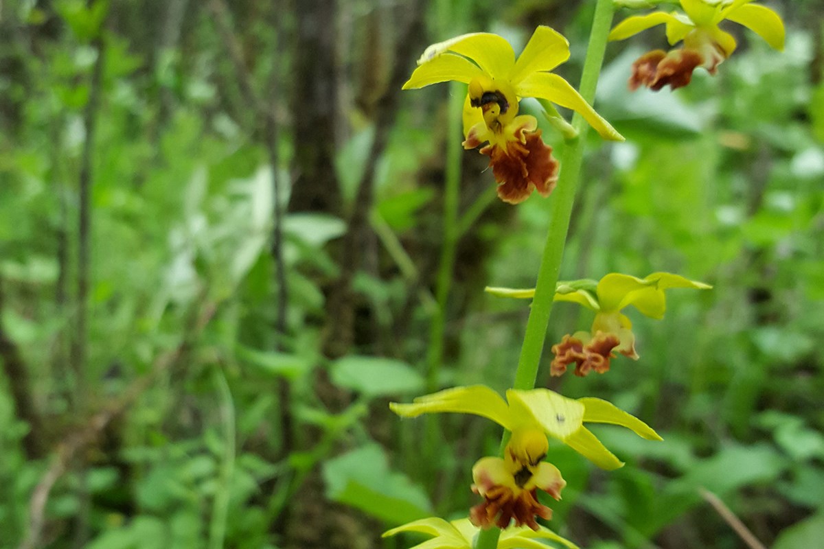 Calanthe ricarinata | Foto von Zhang Yong
