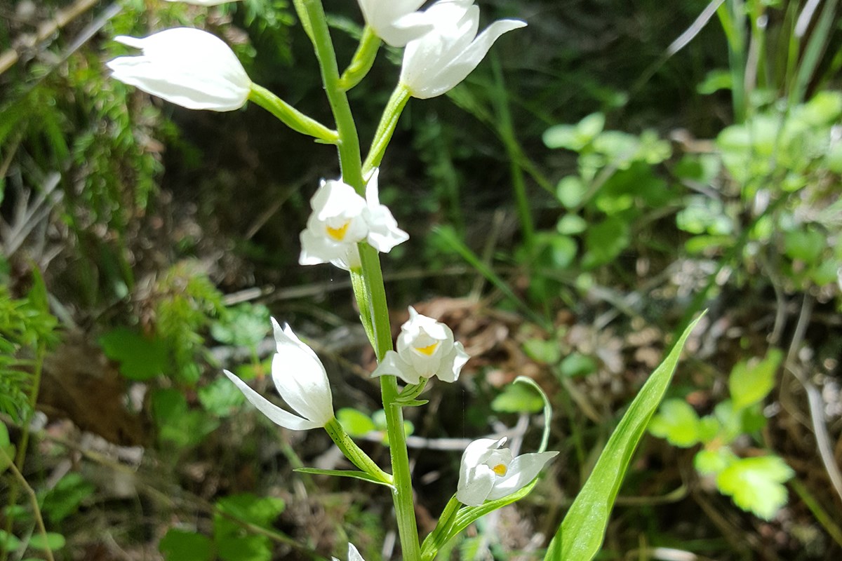 Cephalanthera longifolia | Foto von Zhang Yong