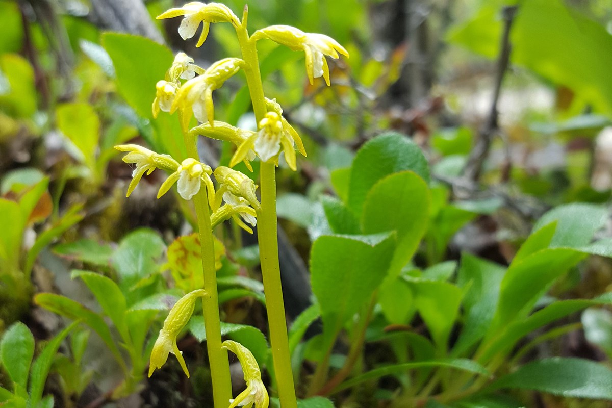 Corallorhiza Trifida | Foto von Zhang Yong