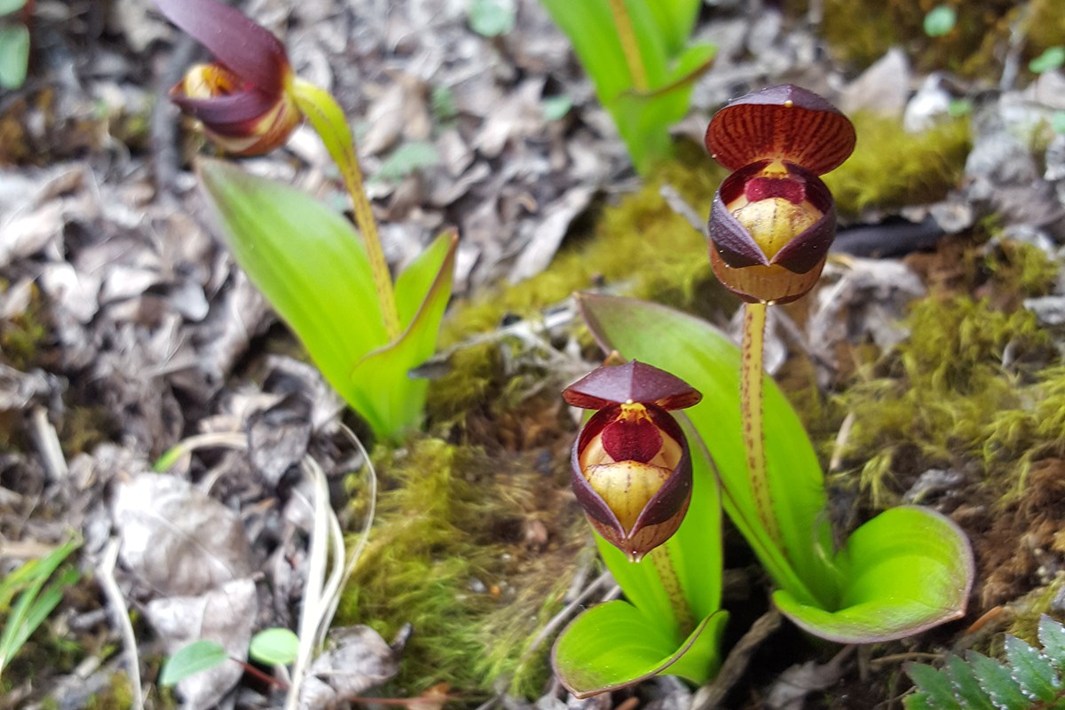 Cypripedium barrdolphianum | Foto von Zhang Yong