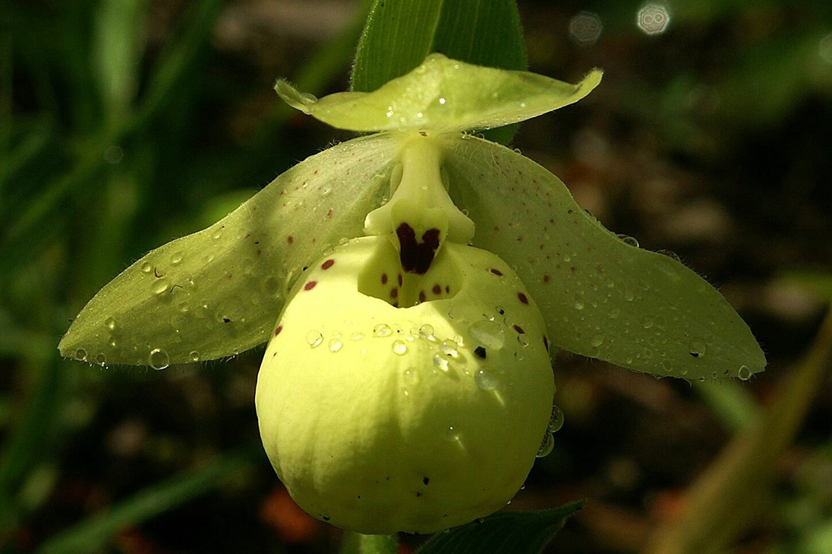 Cypripedium flavum | Foto von Zhang Yong
