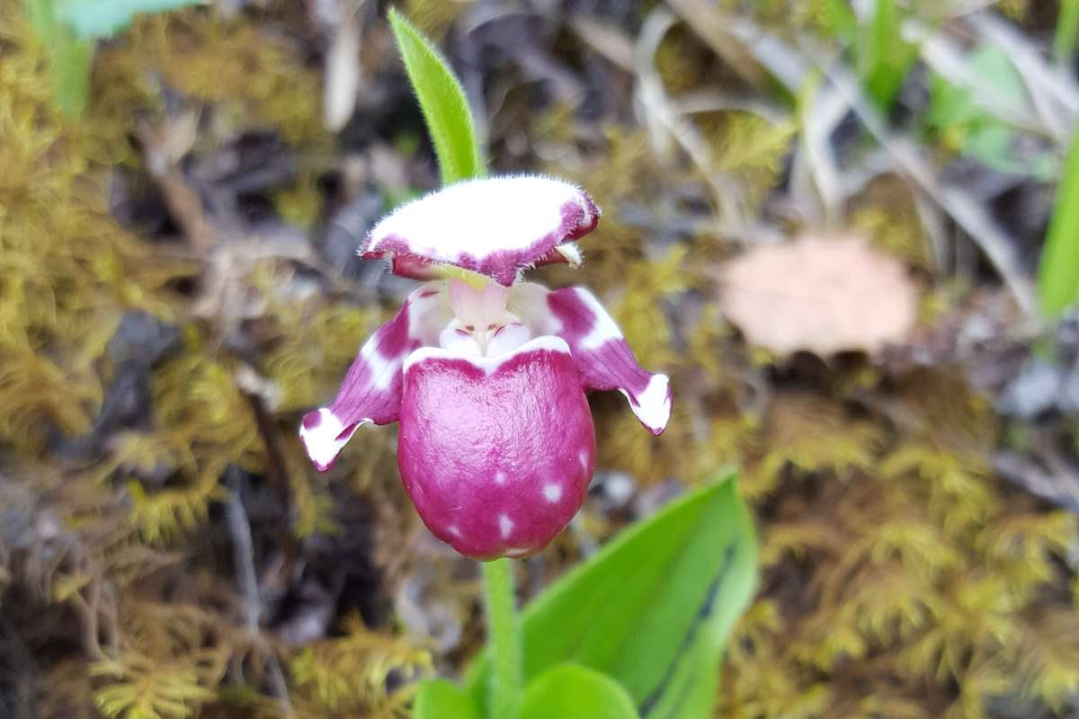 Cypripedium guttatum | Foto von Zhang Yong