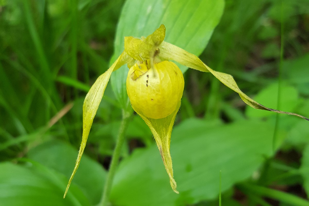 Cypripedium henryi | Foto von Zhang Yong
