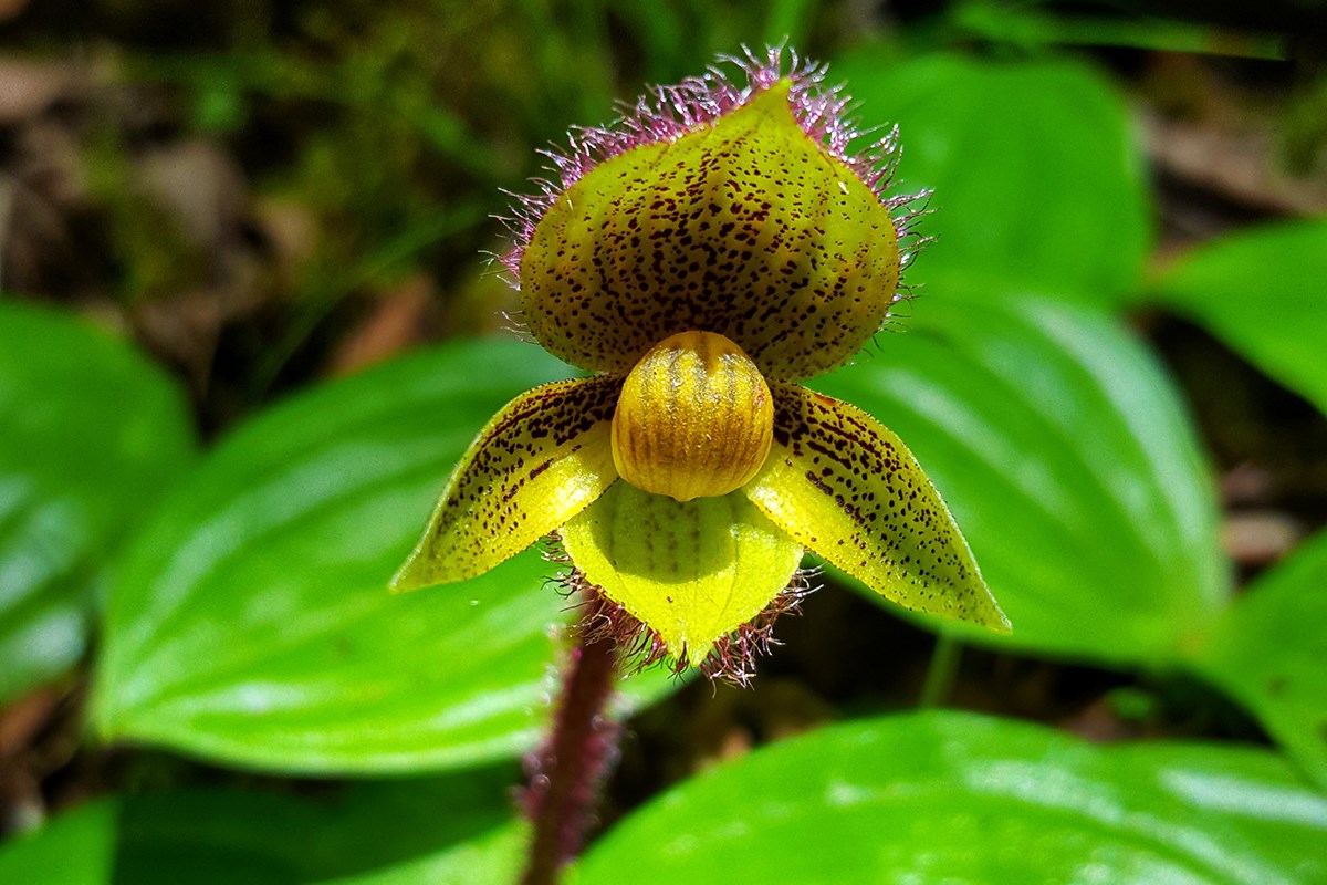 Cypripedium micranthum | Foto von Zhang Yong