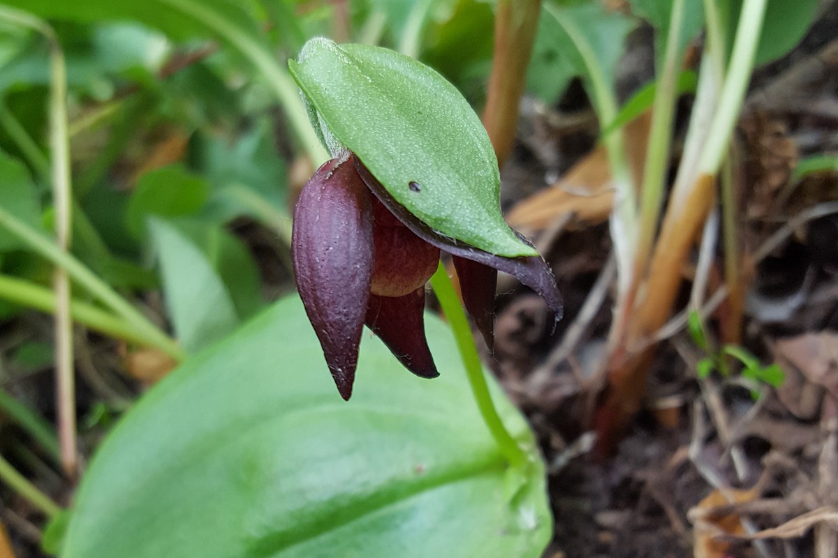 Cypripedium palangshanense | Foto von Zhang Yong