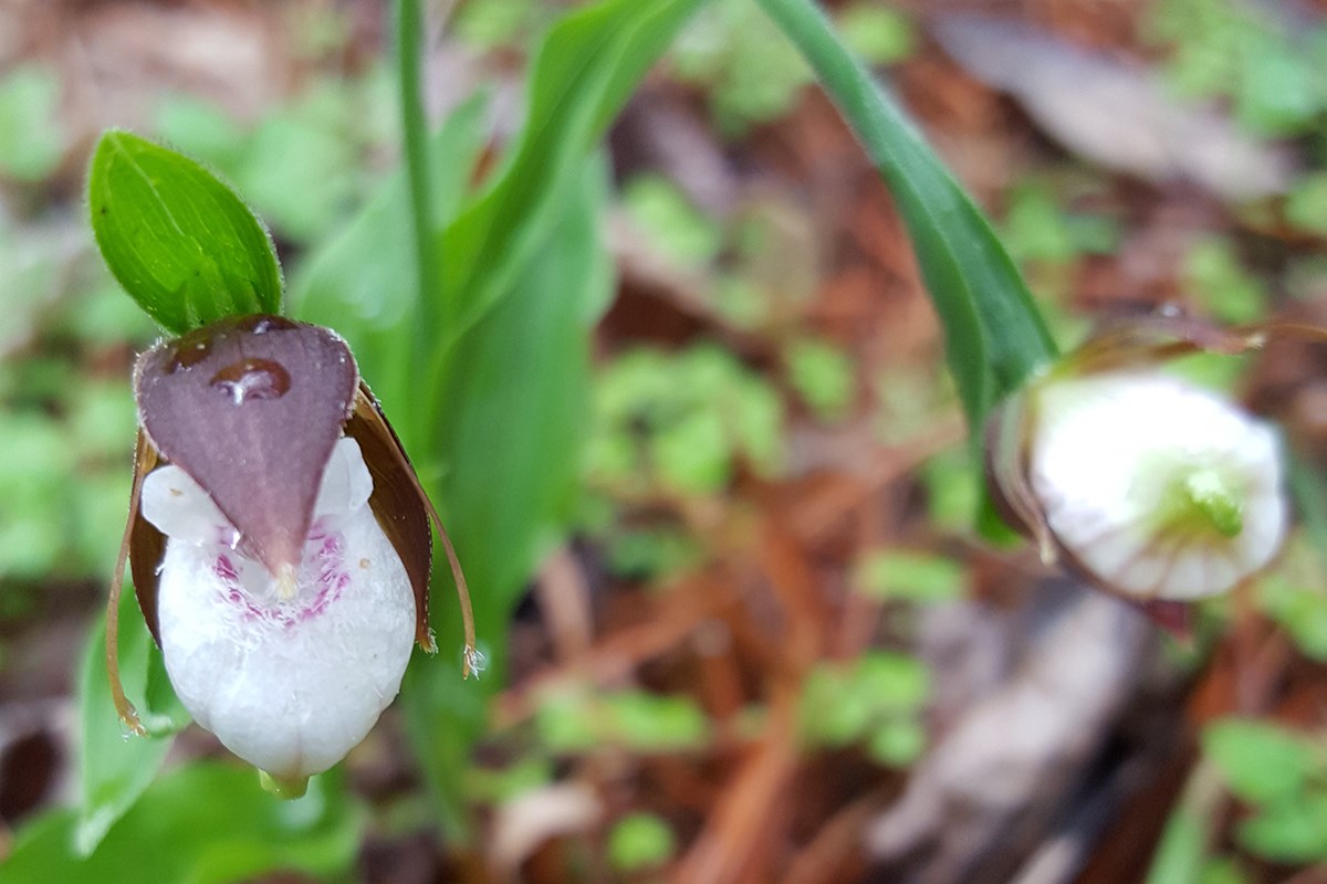Cypripedium plectrochilum | Foto von Zhang Yong