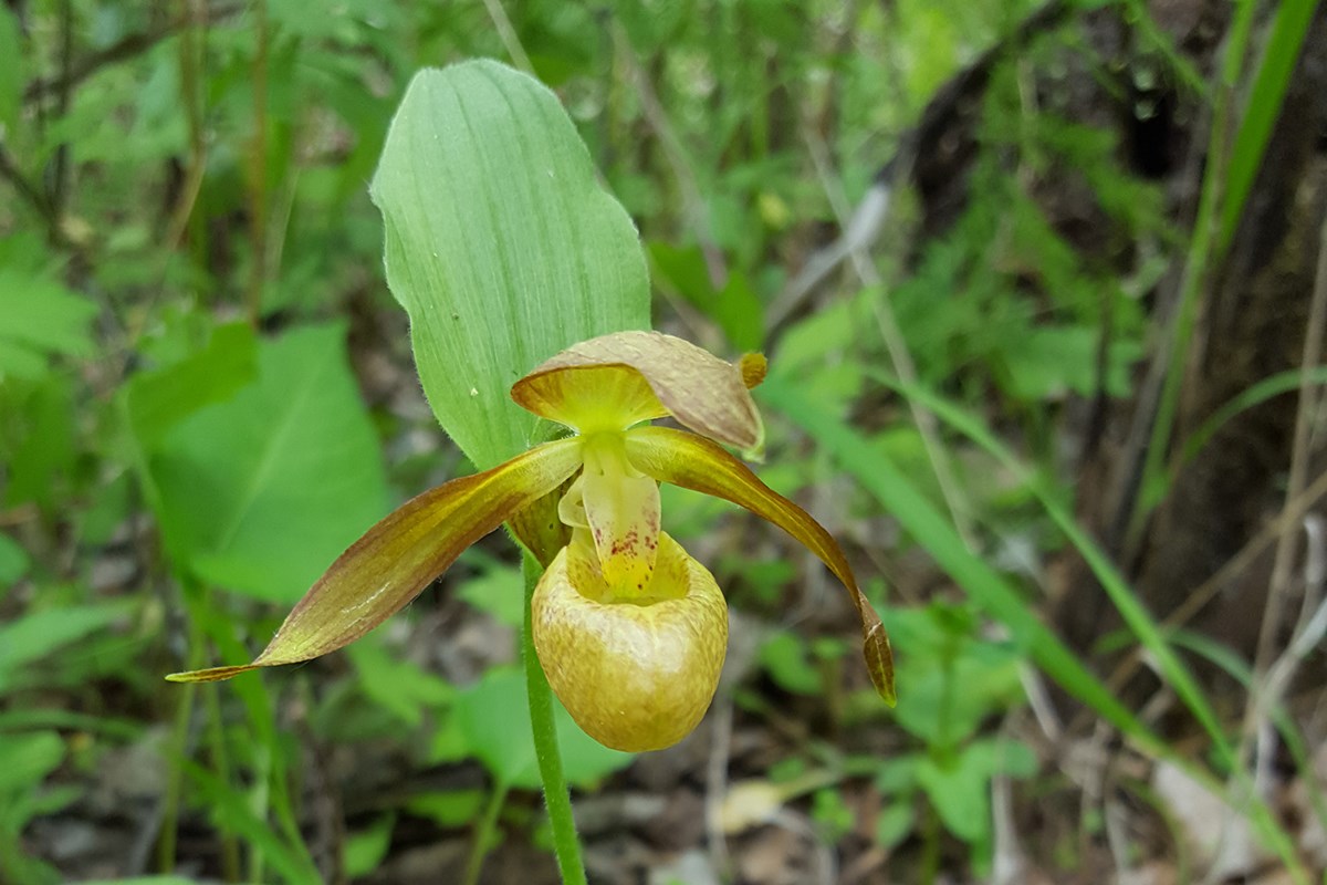 Cypripedium shanxiense | Foto von Zhang Yong