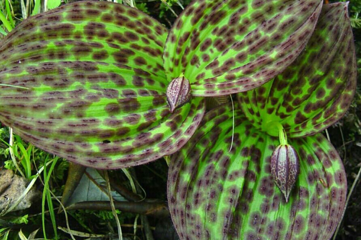 Cypripedium sichuannense | Foto von Zhang Yong