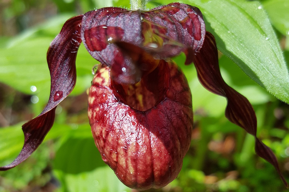 Cypripedium tibeticum | Foto von Zhang Yong