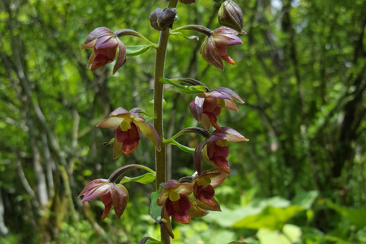 Epipactis mairei | Foto von Zhang Yong