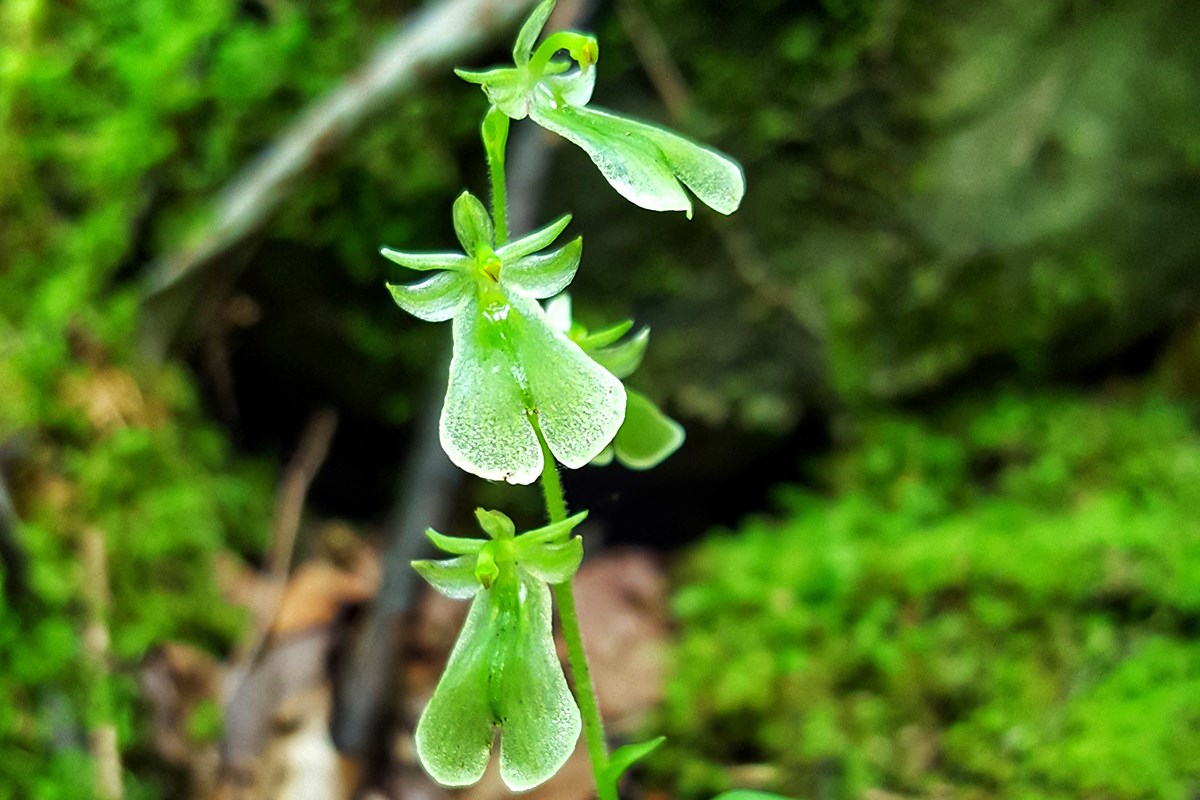 Listera Grandiflora | Foto von Zhang Yong