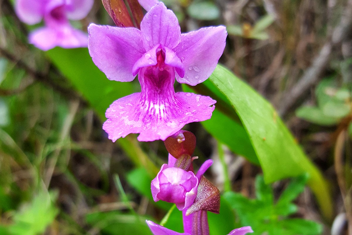 Orchis chusua | Foto von Zhang Yong