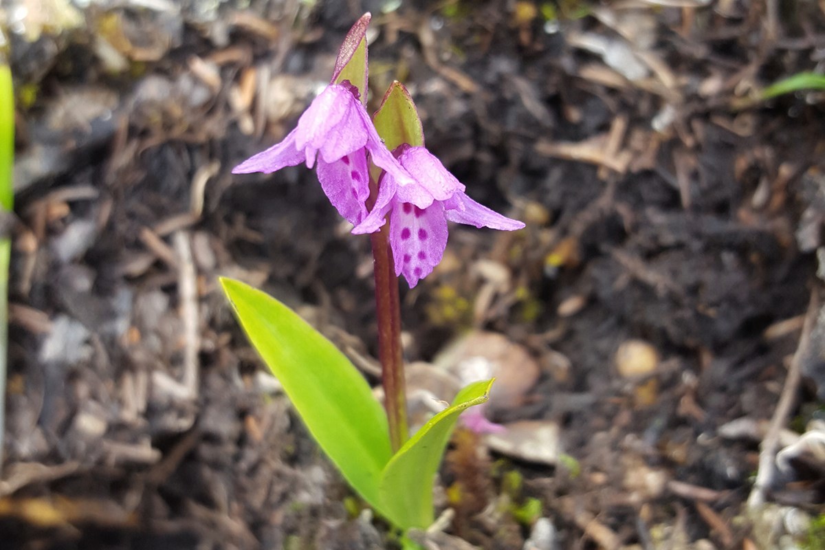 Orchis diantha | Foto von Zhang Yong