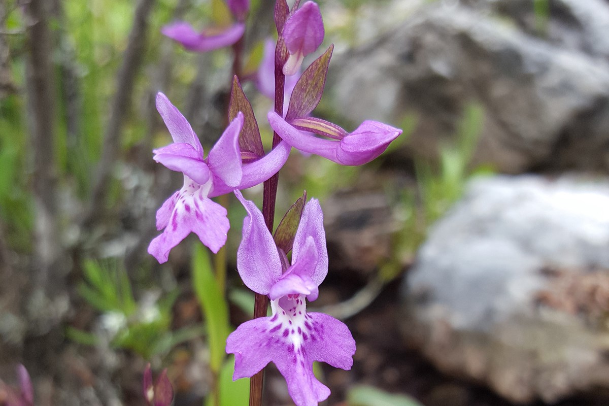 Orchis roborovskii | Foto von Zhang Yong