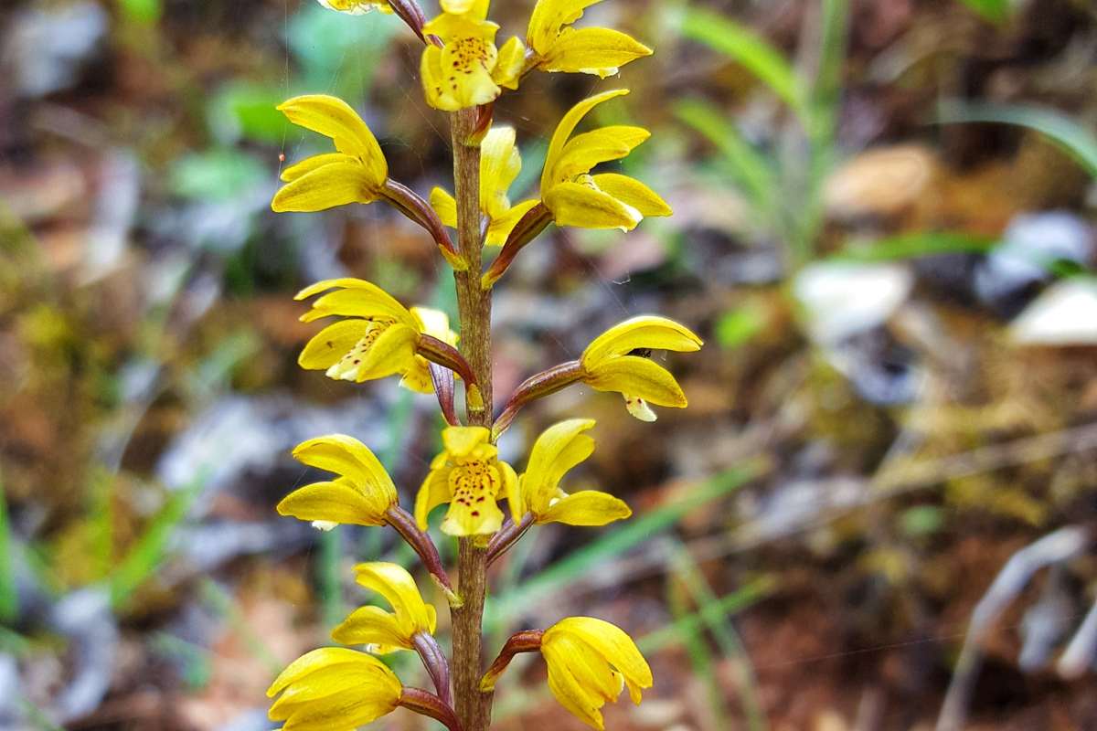 Oreorchis erythrochrysea | Foto von Zhang Yong