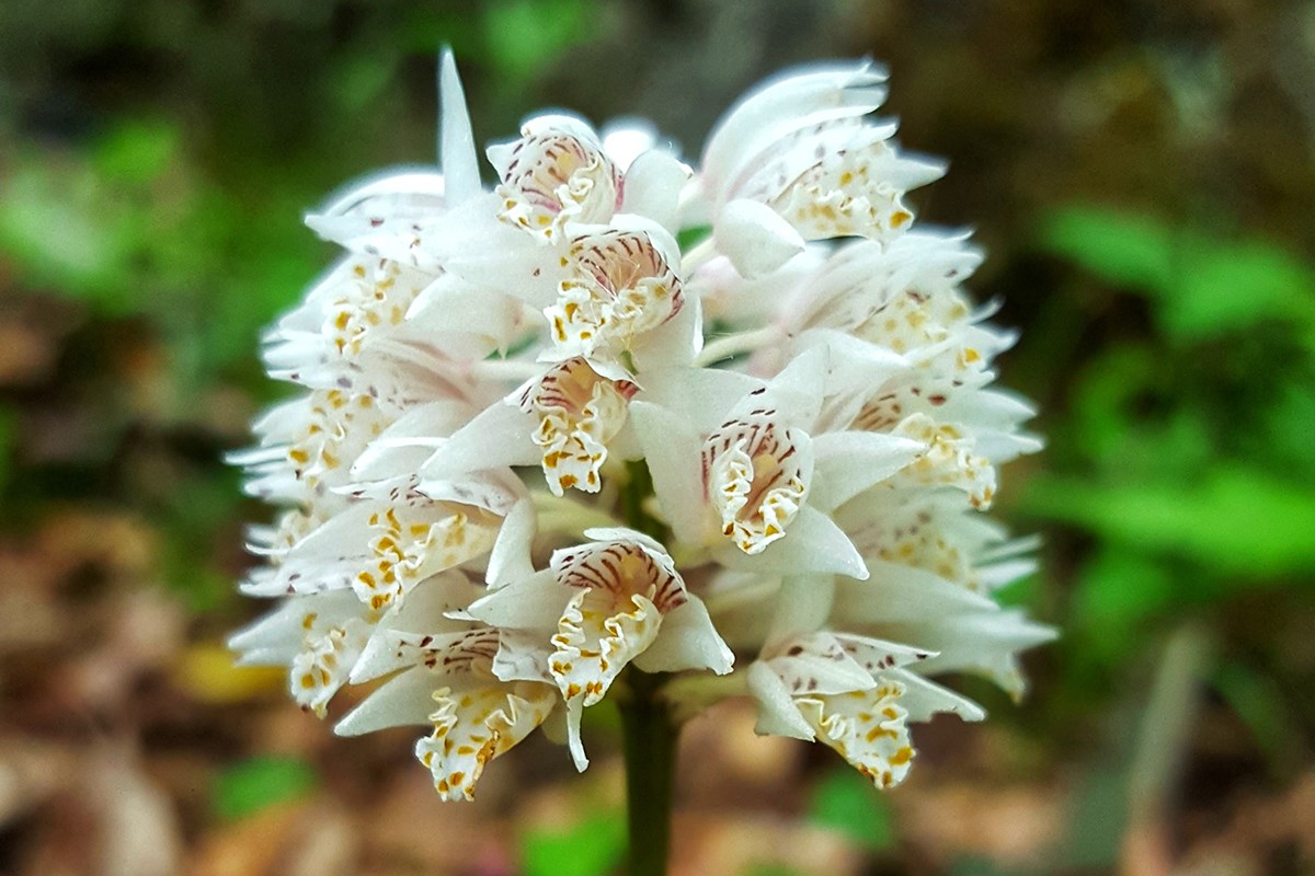 Oreorchis fargesii | Foto von Zhang Yong