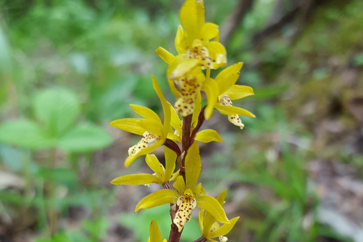Oreorchis nana | Foto von Zhang Yong