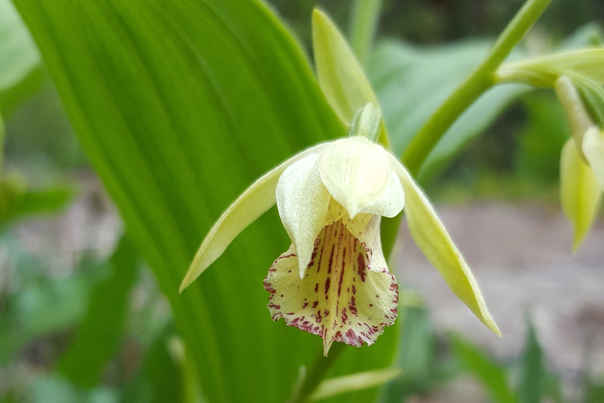 Phaius delavayi | Foto von Zhang Yong