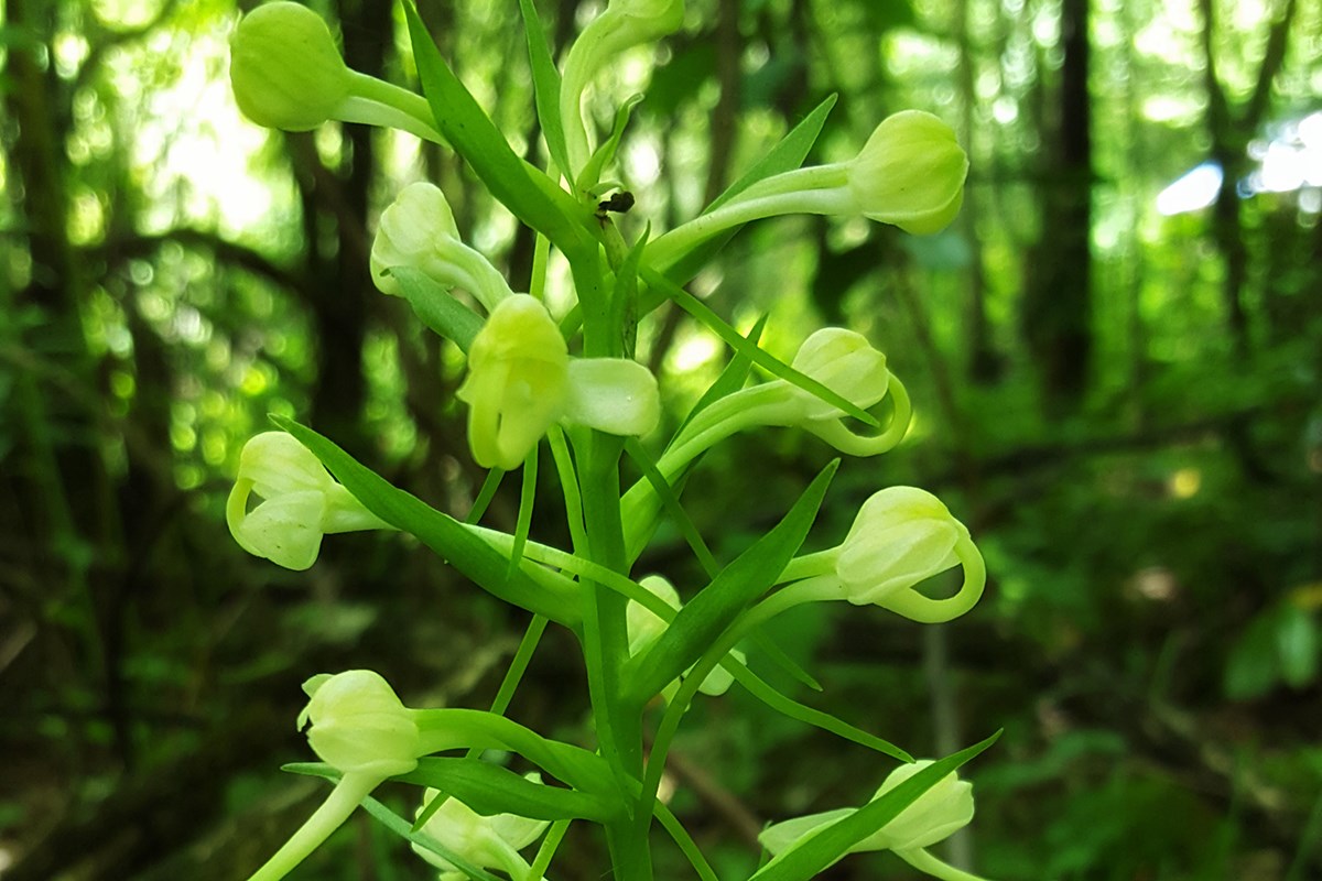 Platanthera japonica | Foto von Zhang Yong