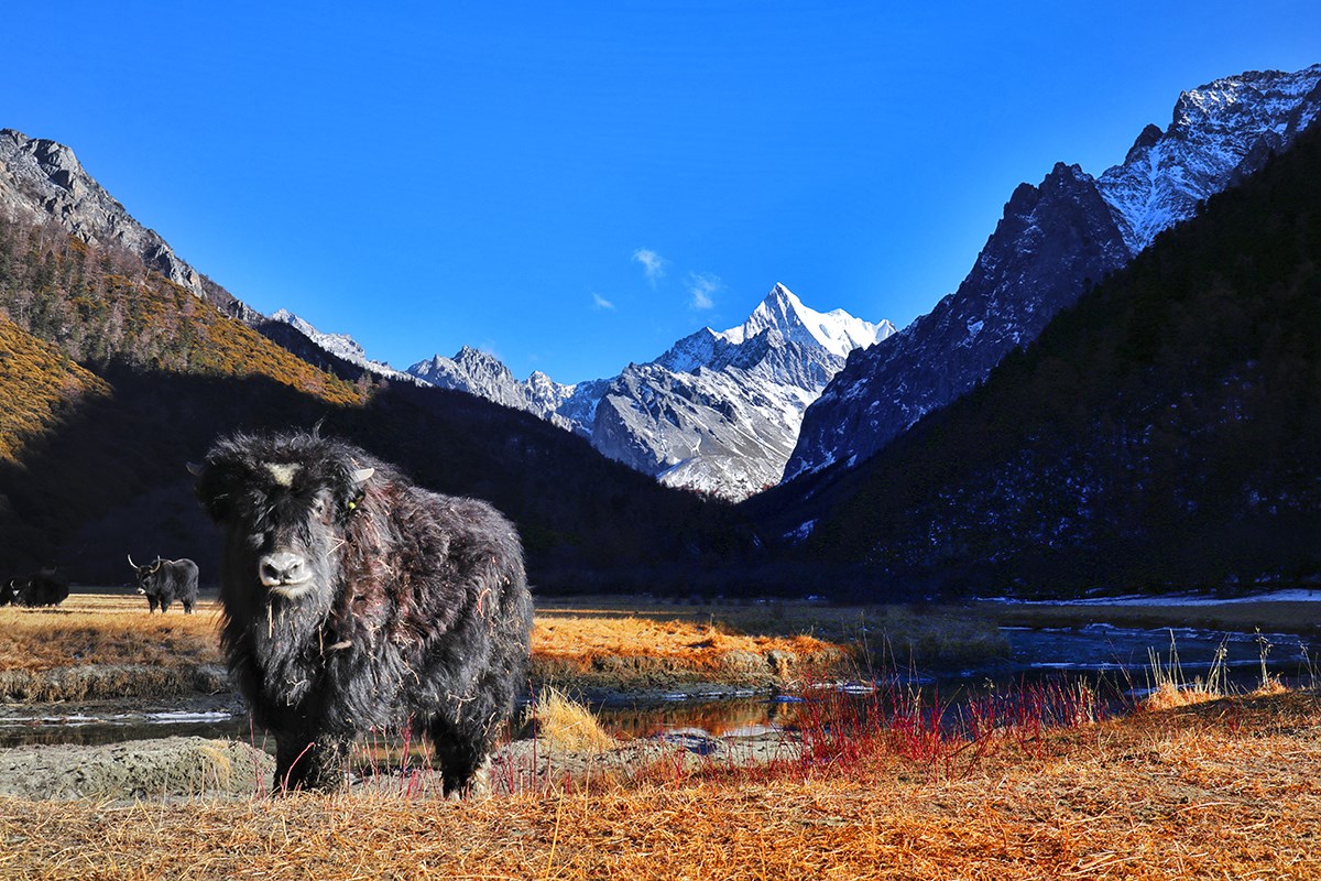 Xialuoduoji Mountain and Yak in Yading | Foto von Wang Lei