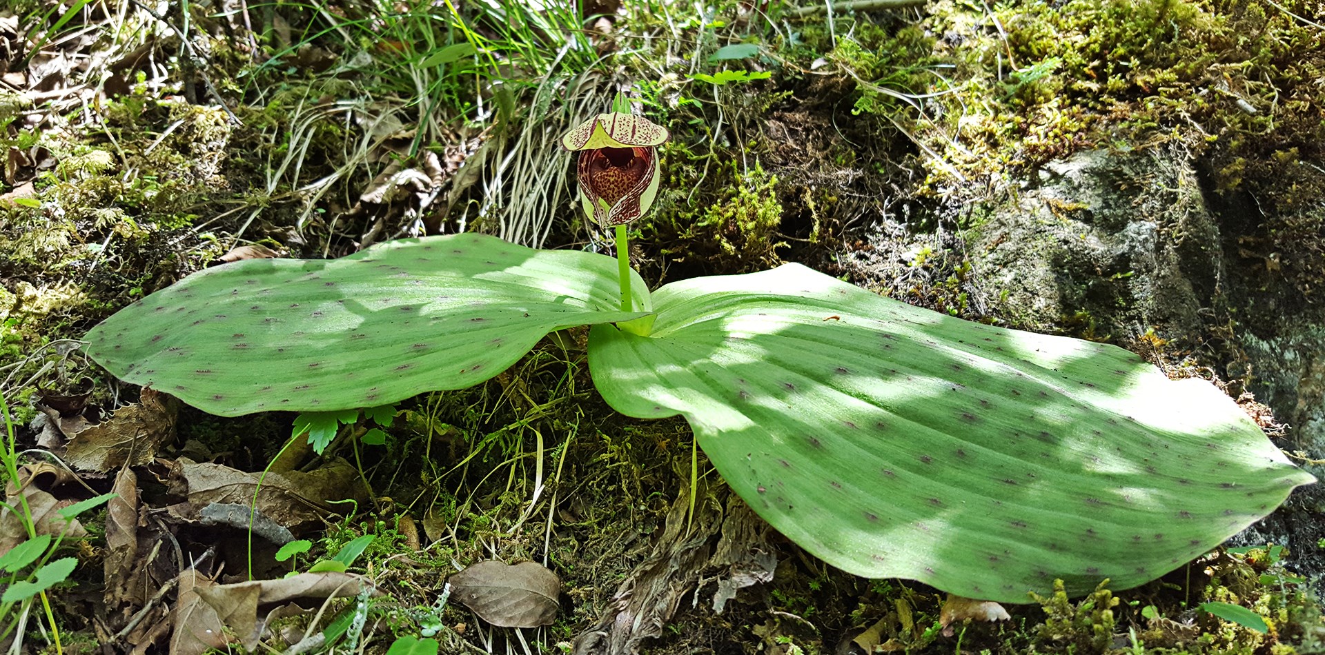 Florareisen in Tibetischen Gebieten Kham und Amdo