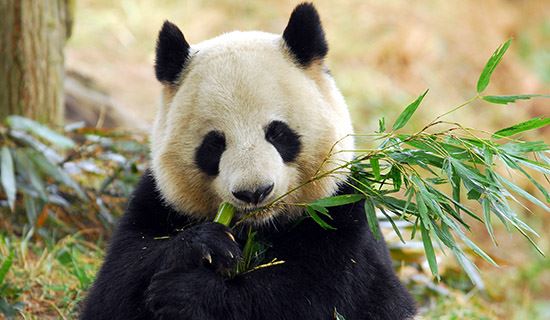 Mit Zug von Lhasa nach Chengdu