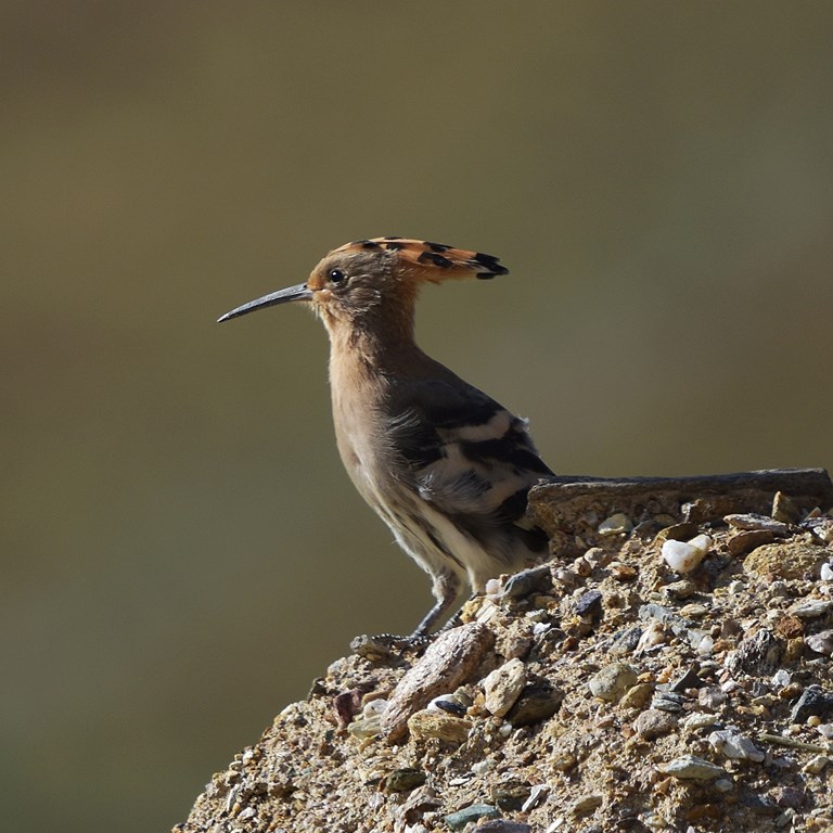 Vogel- und Wildtier-Beobachtung auf Qinghai-Tibet Plateau