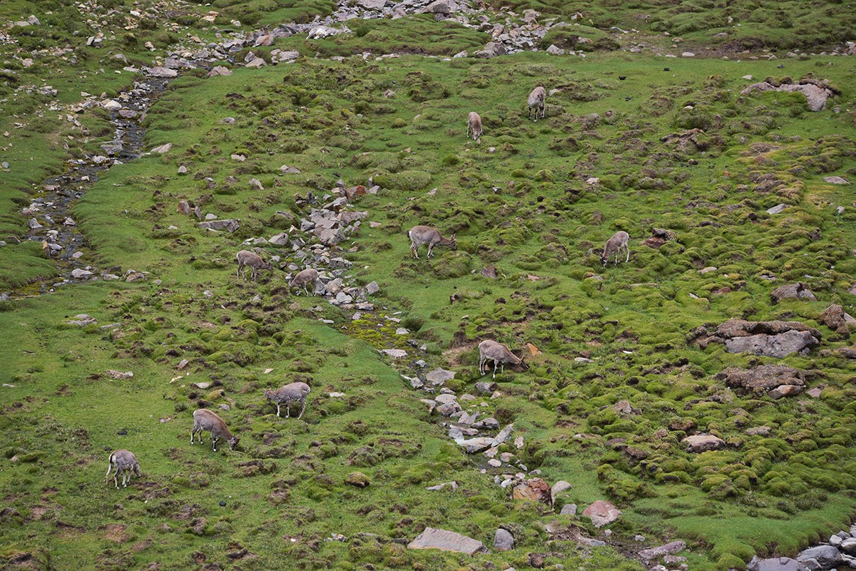 Wildtiere am Tsurpu Kloster