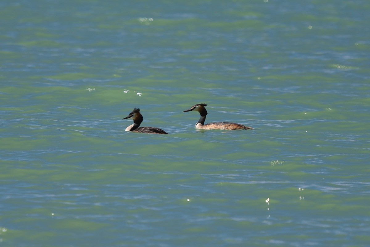 Qiangtang Nationales Naturschutzgebiet