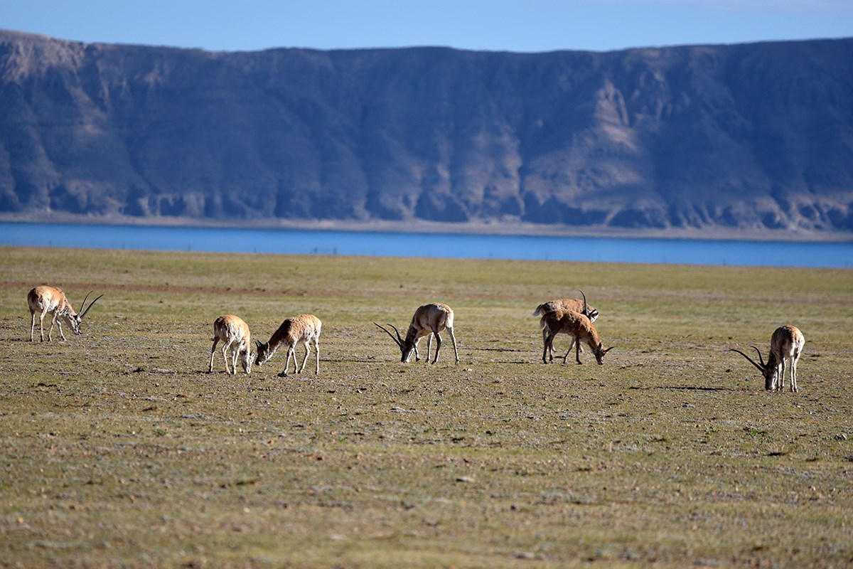 Qiangtang Nationales Naturschutzgebiet