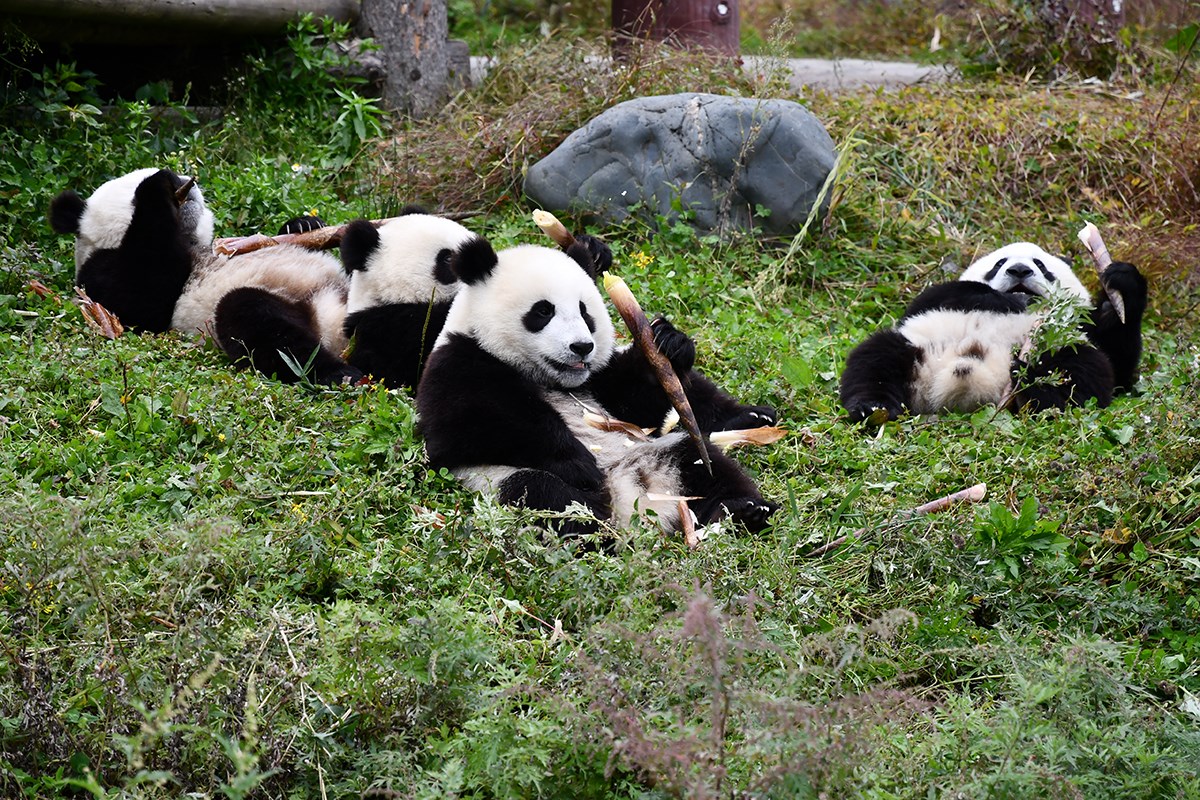 Panda in Wolong | Foto von Liu Bin