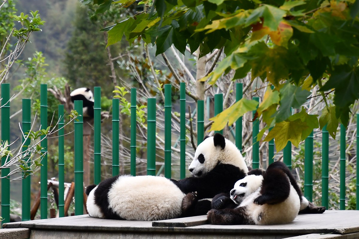  Foto von Liu Bin