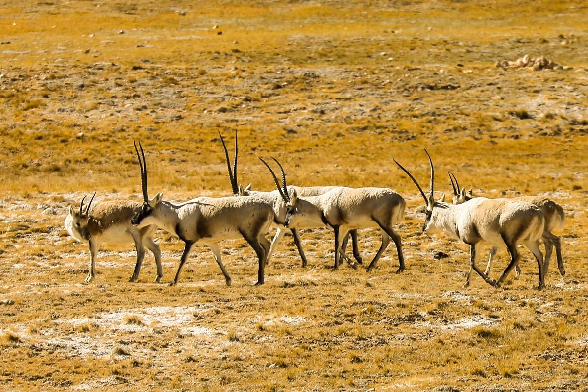 Tibetan Antelope 