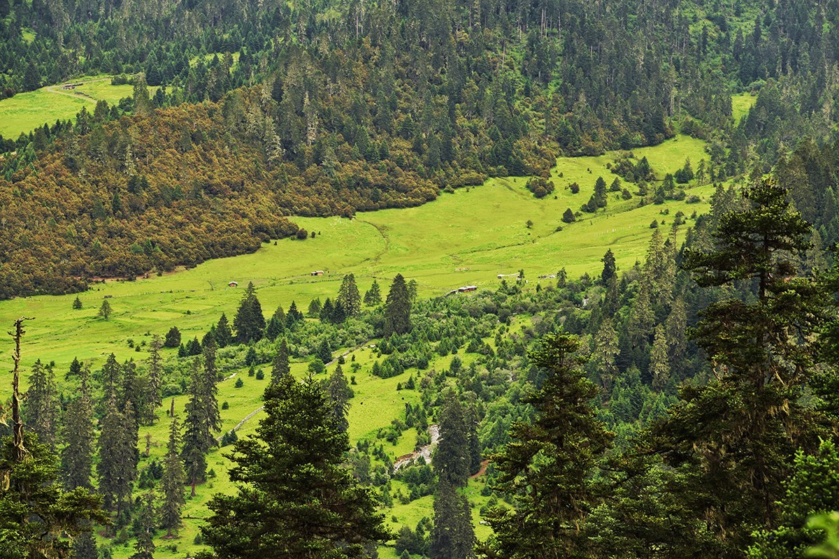 Wald in Lulang | Foto von Liu Bin