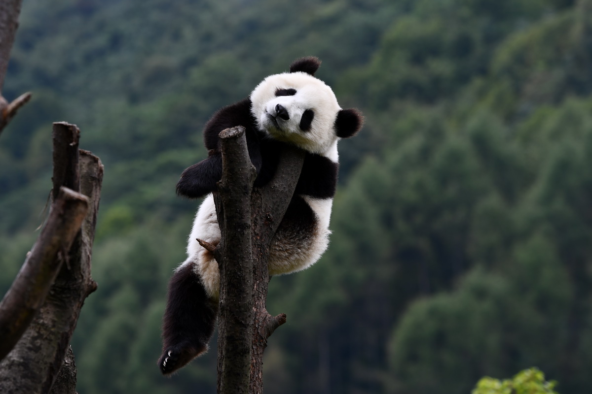 Panda in Wolong | Foto von Liu Bin