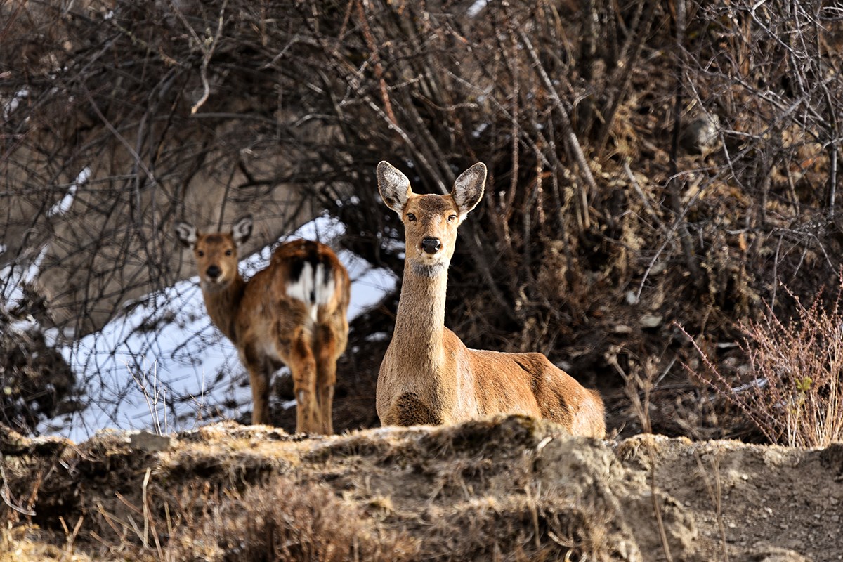 Sika Hirsch in Tiebu Naturschutzgebiet | Foto von Liu Bin