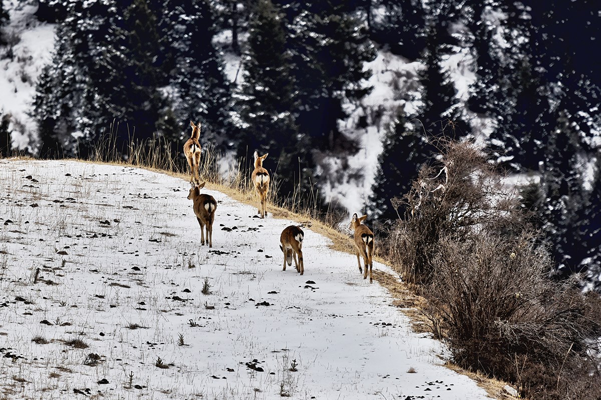 Sika Hirsch in Tiebu Naturschutzgebiet | Foto von Liu Bin