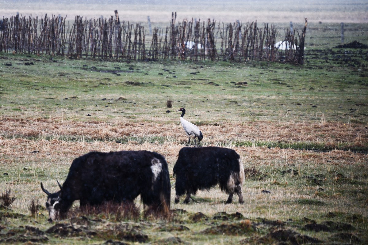 Black Necked Crane and Yaks | Foto von Liu Bin