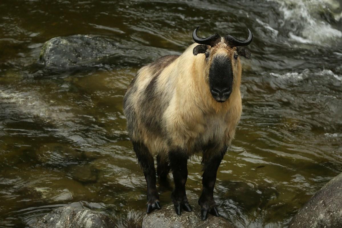 Takin | Foto von Thierry Quelennec