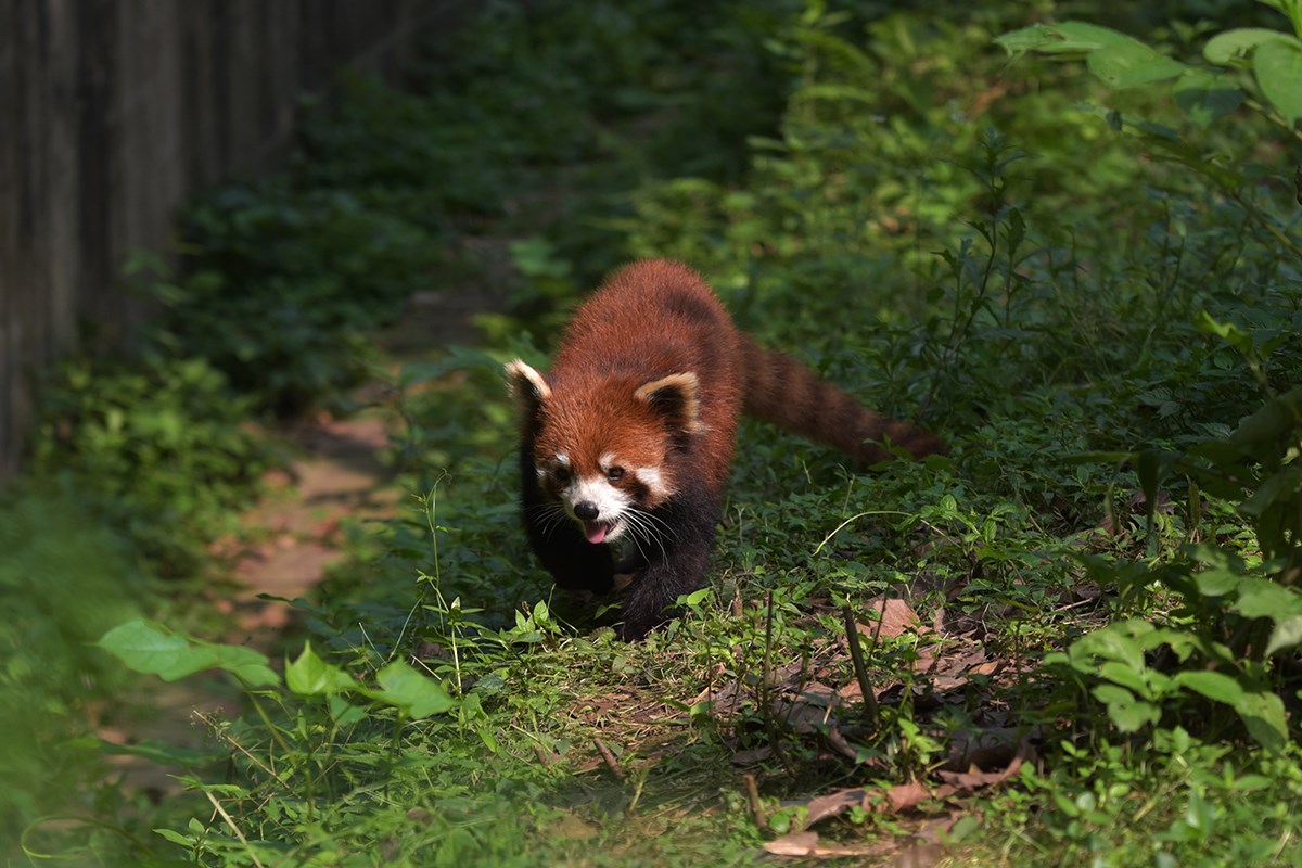 Red Panda | Foto von Liu Bin