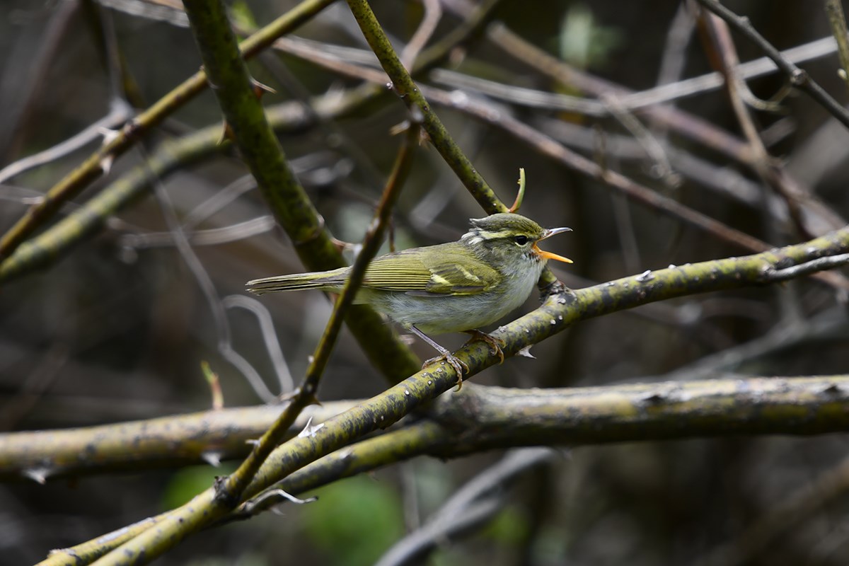 Arctic Warrbler | Foto von Liu Bin